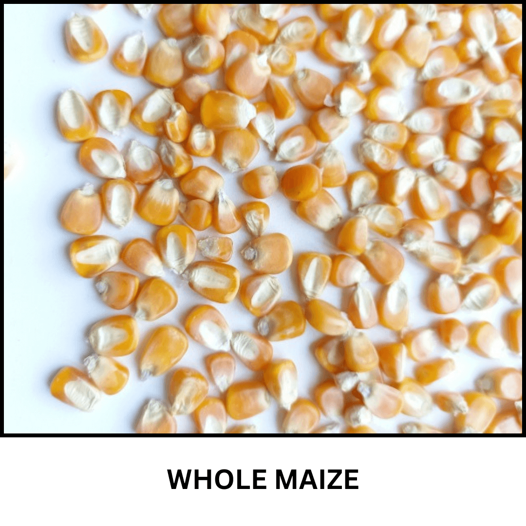 maize manufacturers in uae